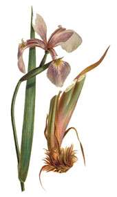 Iris versicolor