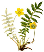 Potentilla anserina