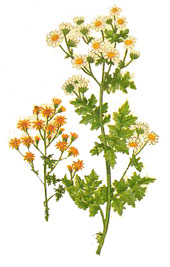 Pyrethrum parthenium