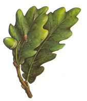 Quercus robur