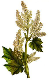 Rheum officinale