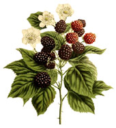  Rubus fruticosus