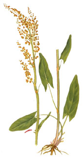 Rumex acetosa