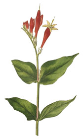 Spigelia anthelmia