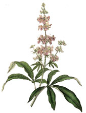 Vitex agnus