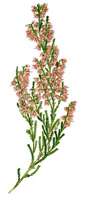 Calluna vulgaris