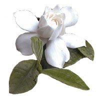 Gardenia jasminoides