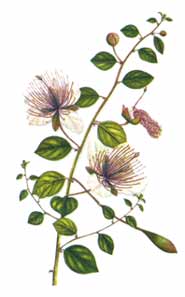 Capparis spinosa