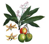 Mangifera indica