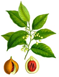 Myristica fragrans