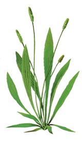 Plantago ovata