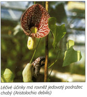 Aristolochia